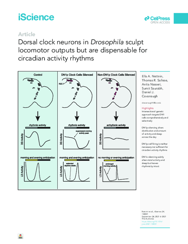 (PDF) Dorsal clock neurons in Drosophila sculpt locomotor outputs but ...