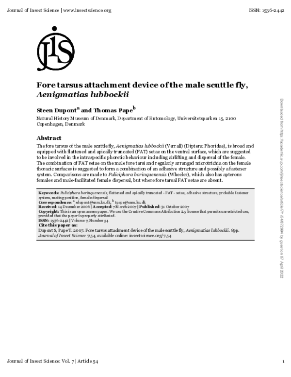 (PDF) Fore Tarsus Attachment Device of the Male Scuttle Fly,Aenigmatias ...