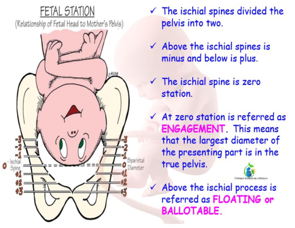 (PDF) Fetal station - CHeat Sheet