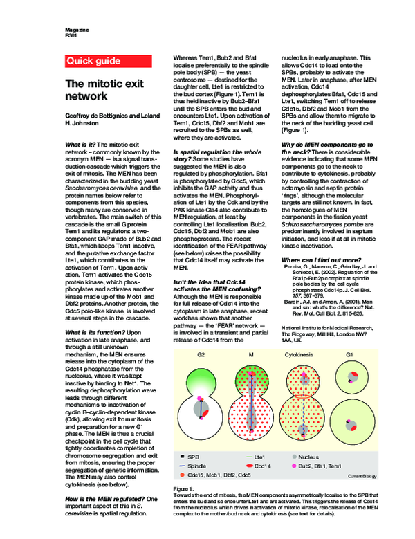 (PDF) The mitotic exit network