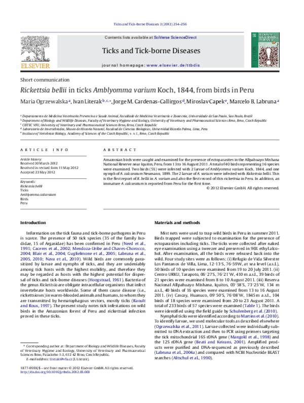 (PDF) Rickettsia bellii in ticks Amblyomma varium Koch, 1844, from ...