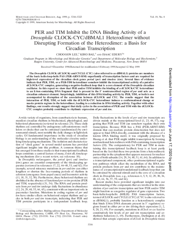 (PDF) PER and TIM Inhibit the DNA Binding Activity of a Drosophila ...