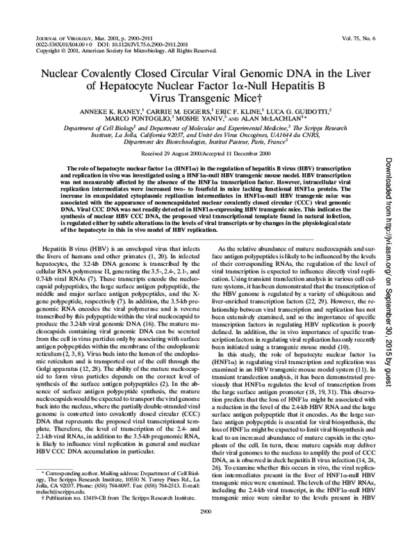 (PDF) Nuclear Covalently Closed Circular Viral Genomic DNA in the Liver ...