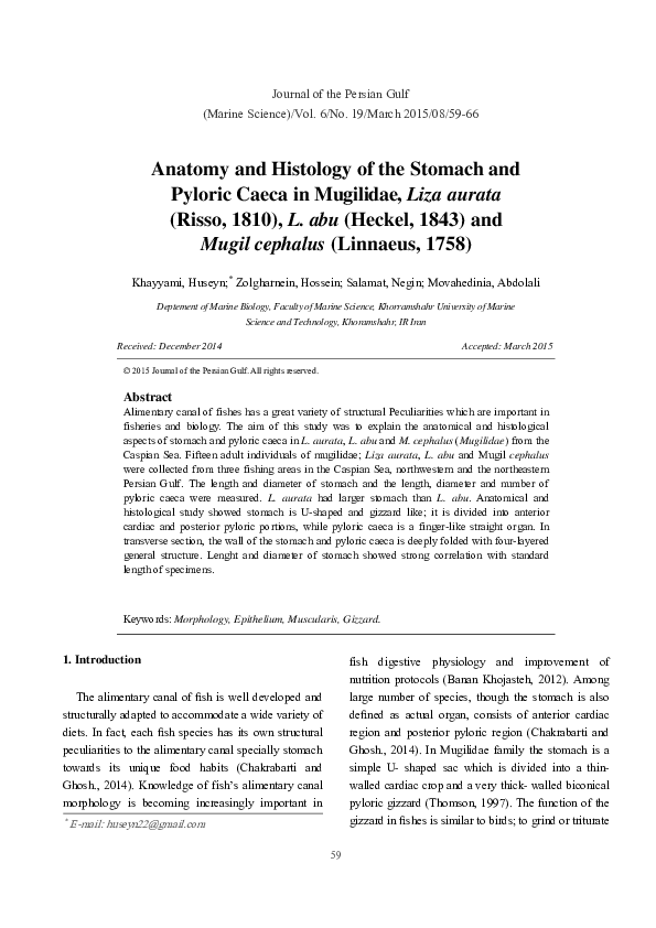 (PDF) Anatomy and Histology of the Stomach and Pyloric Caeca in ...