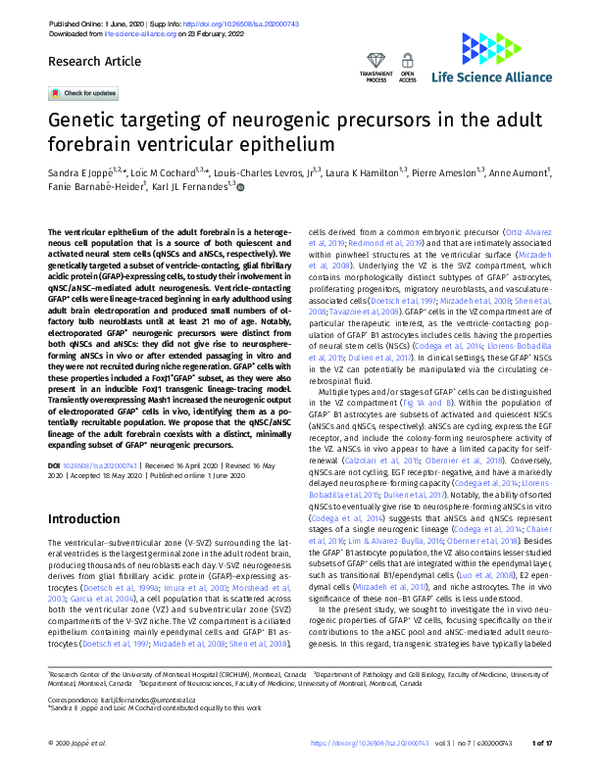 Genetic targeting of neurogenic precursors in the adult forebrain ...