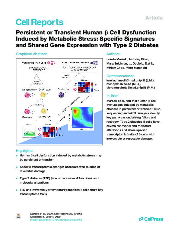 (PDF) Persistent or Transient Human β Cell Dysfunction Induced by ...