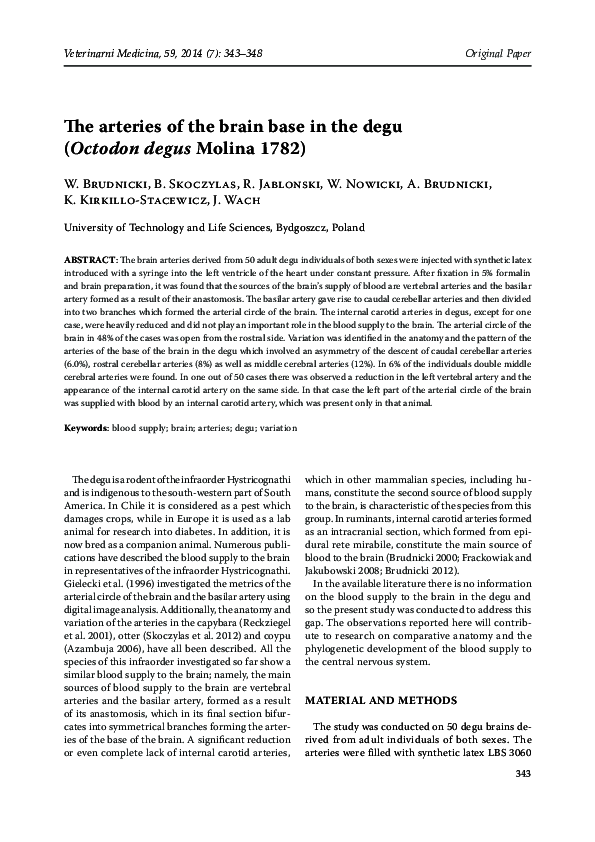 (PDF) The arteries of the brain base in the degu (Octodon degus Molina ...