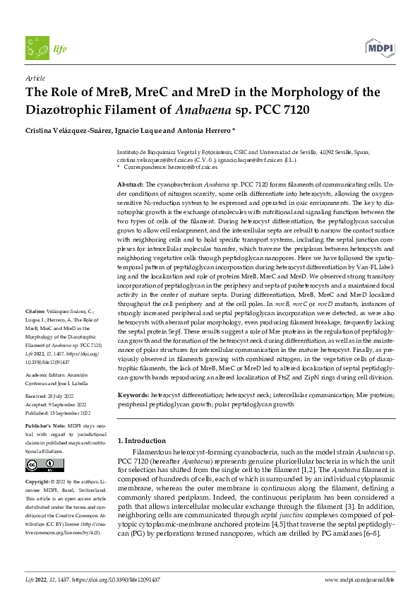(PDF) The Role of MreB, MreC and MreD in the Morphology of the ...