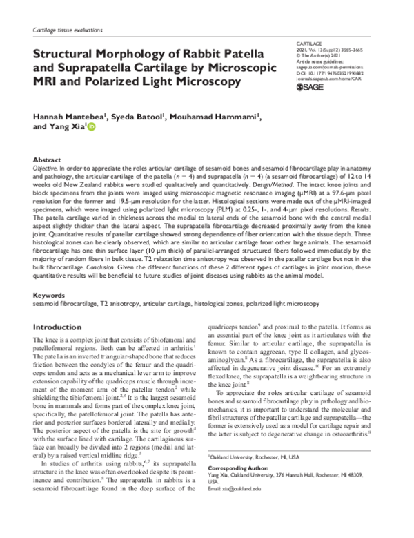 (PDF) Structural Morphology of Rabbit Patella and Suprapatella ...