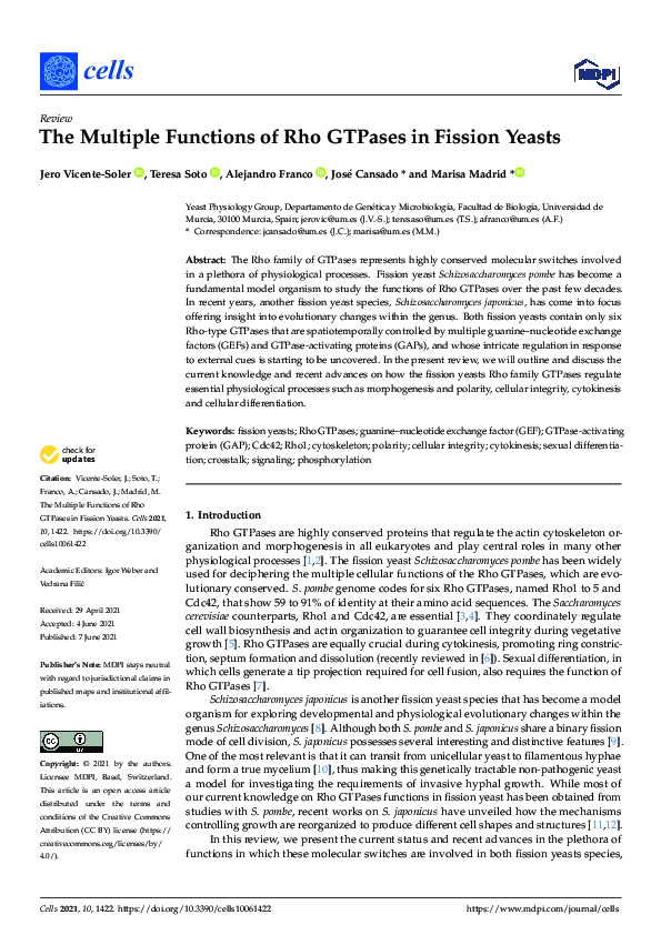 (PDF) The Multiple Functions of Rho GTPases in Fission Yeasts