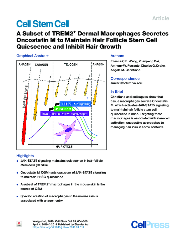 (PDF) A Subset of TREM2+ Dermal Macrophages Secretes Oncostatin M to