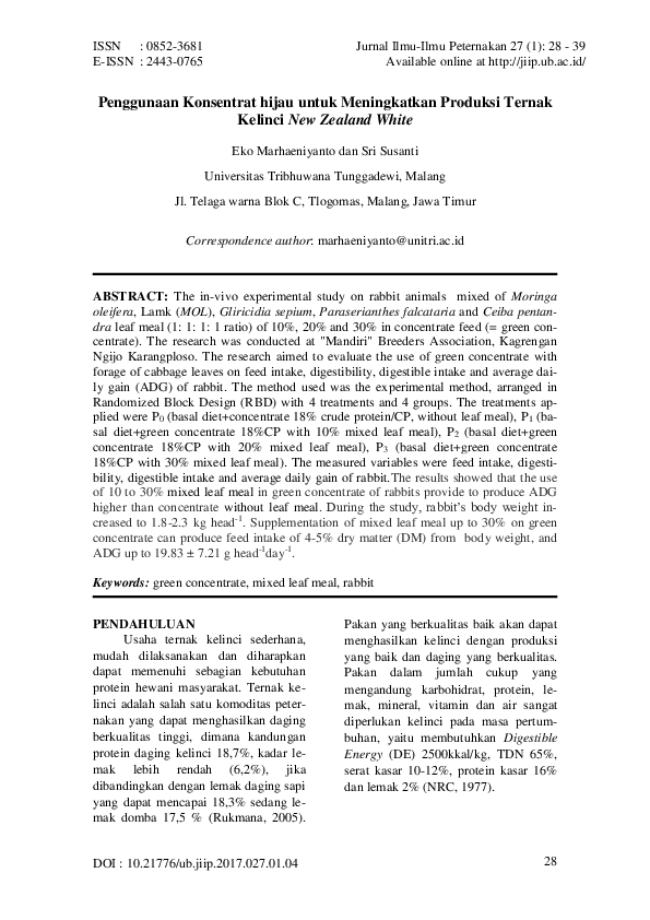 kelinci new zealand white