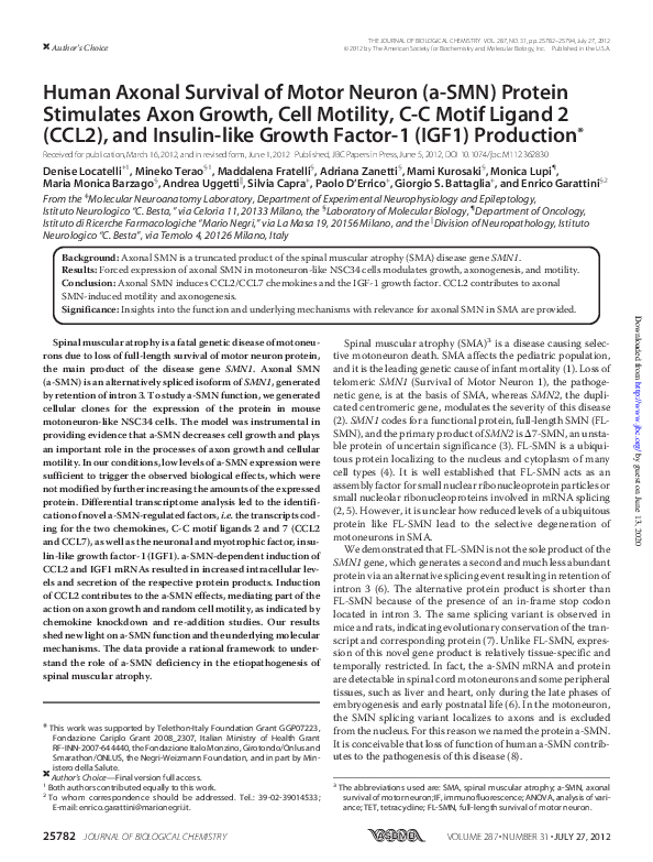 (PDF) Human Axonal Survival of Motor Neuron (a-SMN) Protein Stimulates ...