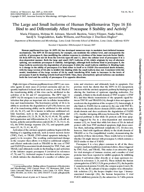 (PDF) The Large and Small Isoforms of Human Papillomavirus Type 16 E6 ...