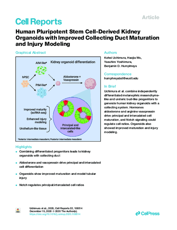 (PDF) Human Pluripotent Stem Cell-Derived Kidney Organoids with ...