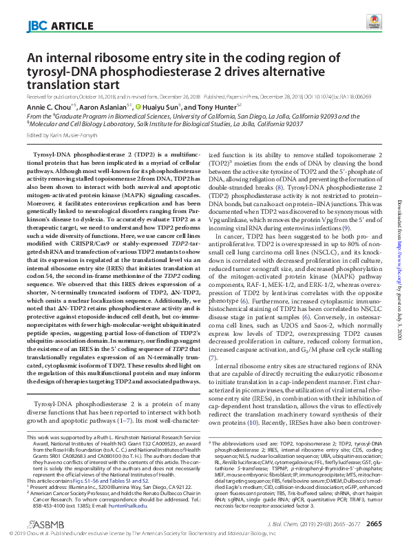 (PDF) An internal ribosome entry site in the coding region of tyrosyl ...