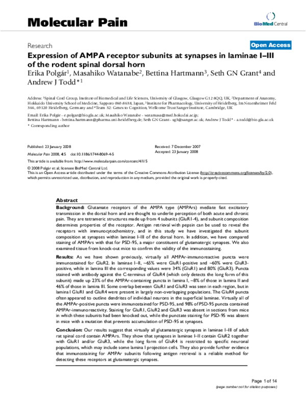 (PDF) Expression of AMPA Receptor Subunits at Synapses in Laminae I–III ...
