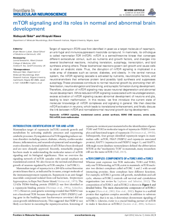 (PDF) mTOR signaling and its roles in normal and abnormal brain development
