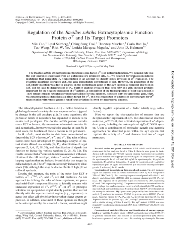 (PDF) Regulation of the Bacillus subtilis Extracytoplasmic Function ...