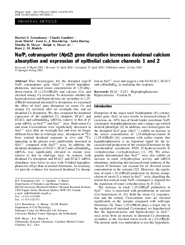 (PDF) Na/P i cotransporter ( Npt2 ) gene disruption increases duodenal ...