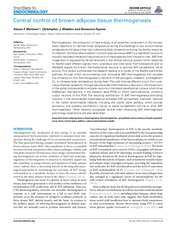 (PDF) Central Control of Brown Adipose Tissue Thermogenesis
