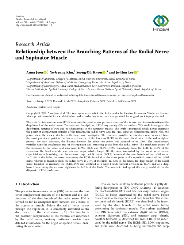 (PDF) Relationship between the Branching Patterns of the Radial Nerve ...