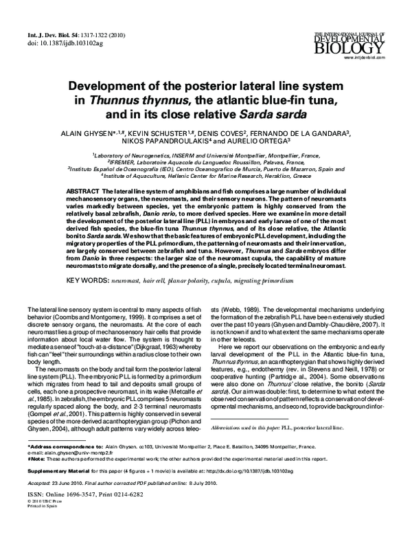 (PDF) Development of the posterior lateral line system in Thunnus ...