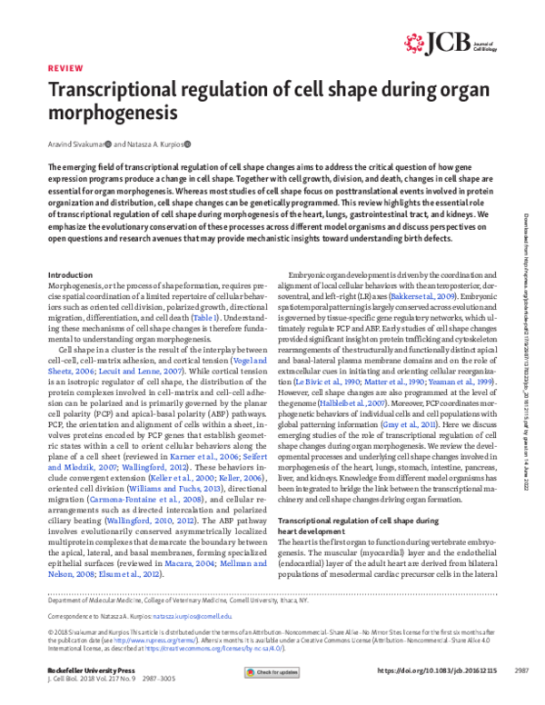 (PDF) Transcriptional regulation of cell shape during organ morphogenesis