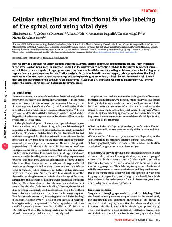 (PDF) Cellular, subcellular and functional in vivo labeling of the ...