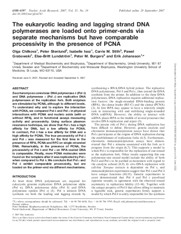 (PDF) The eukaryotic leading and lagging strand DNA polymerases are ...