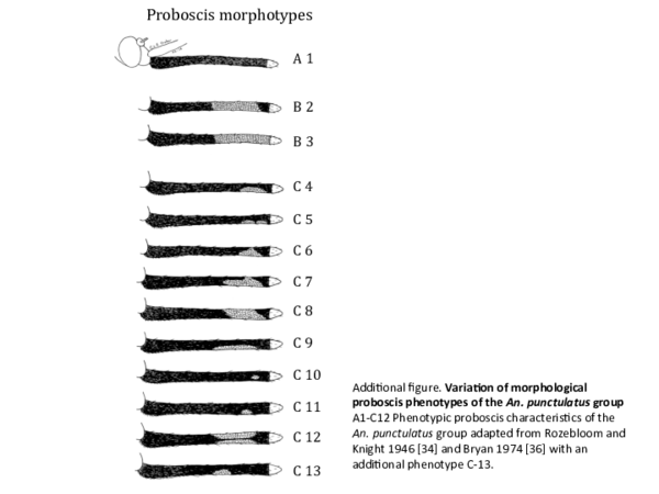 MOESM3 of Behaviour and molecular identification of Anopheles malaria vectors in Jayapura district, Papua province, Indonesia