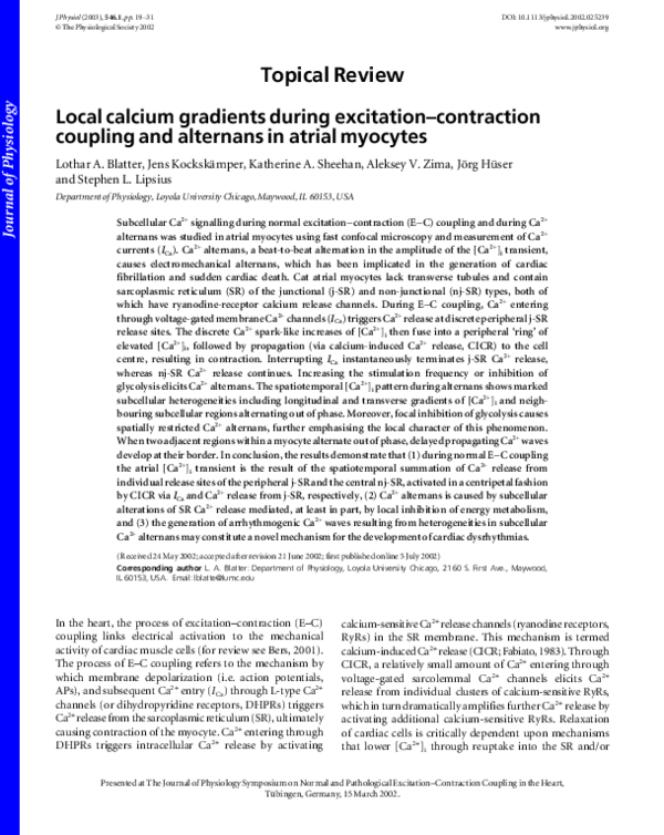 (PDF) Local calcium gradients during excitation–contraction coupling ...