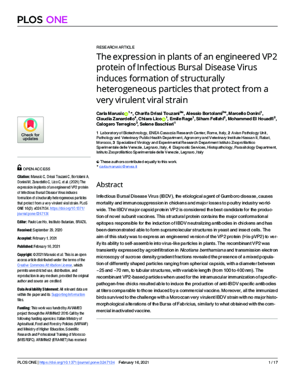 (PDF) The expression in plants of an engineered VP2 protein of ...