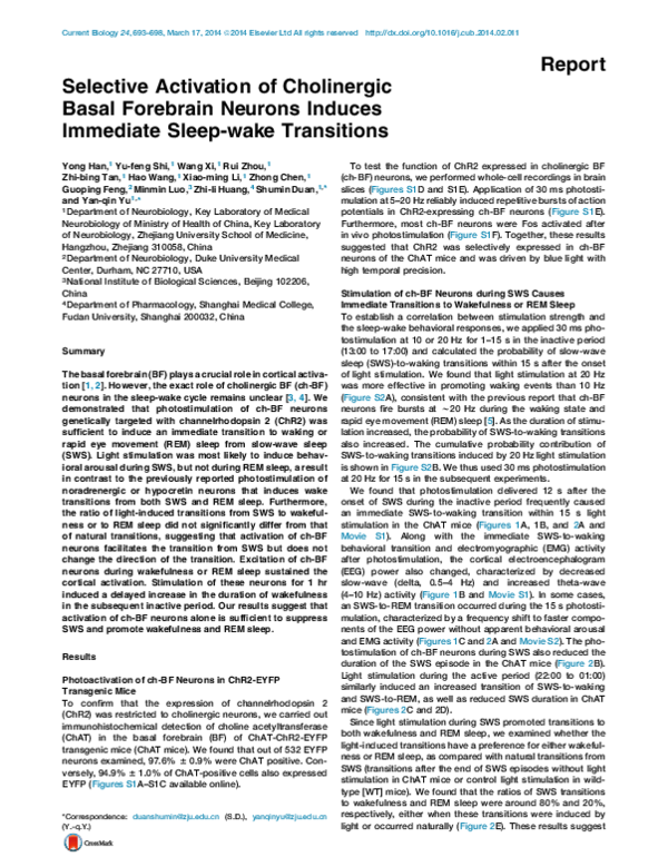 (PDF) Selective Activation of Cholinergic Basal Forebrain Neurons ...