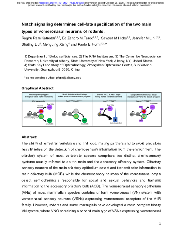 (PDF) Notch signaling determines cell-fate specification of the two ...