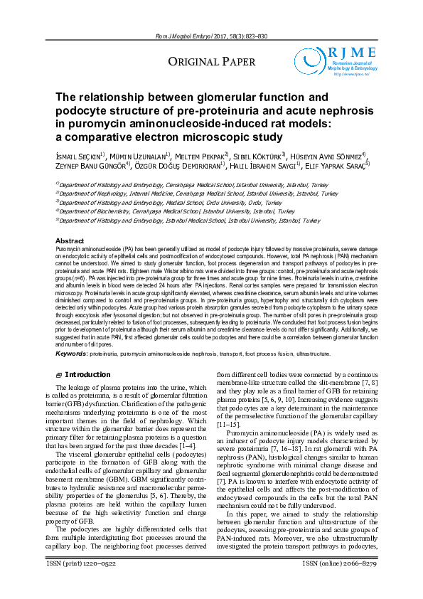 (PDF) The relationship between glomerular function and podocyte ...