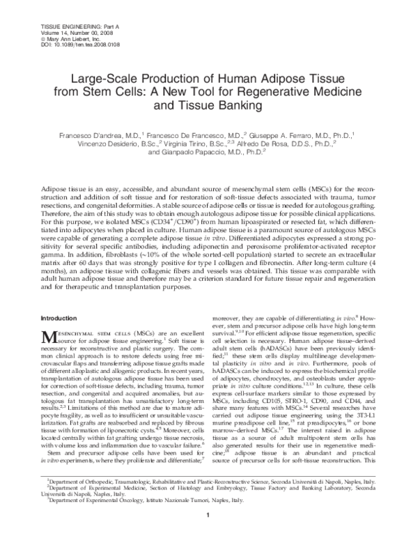 (PDF) Large-Scale Production of Human Adipose Tissue from Stem Cells: A ...