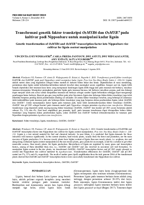 (PDF) Genetic transformation of OsMYB6 and OsMYB7 transcription factor ...