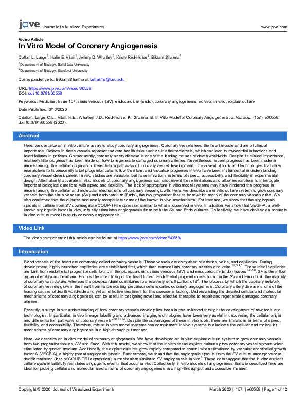 In Vitro Model of Coronary Angiogenesis