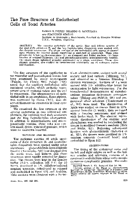 (PDF) The fine structure of endothelial cells of toad arteries