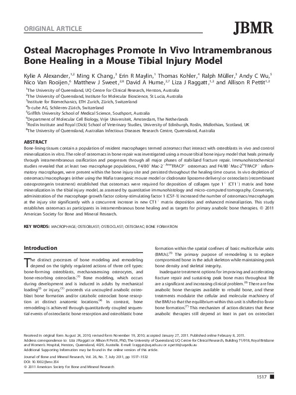 (PDF) Osteal macrophages promote in vivo intramembranous bone healing ...