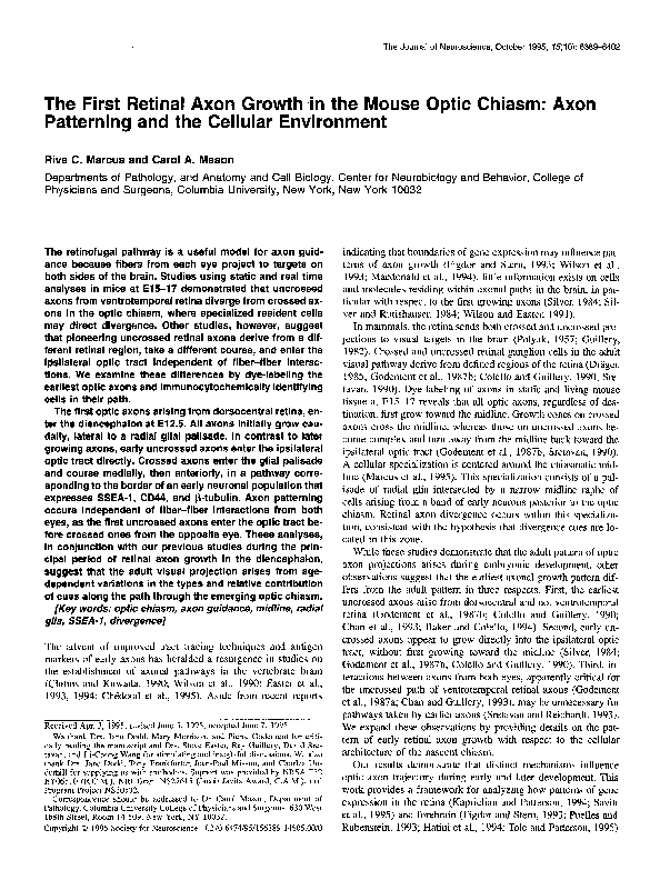(PDF) The first retinal axon growth in the mouse optic chiasm: axon ...