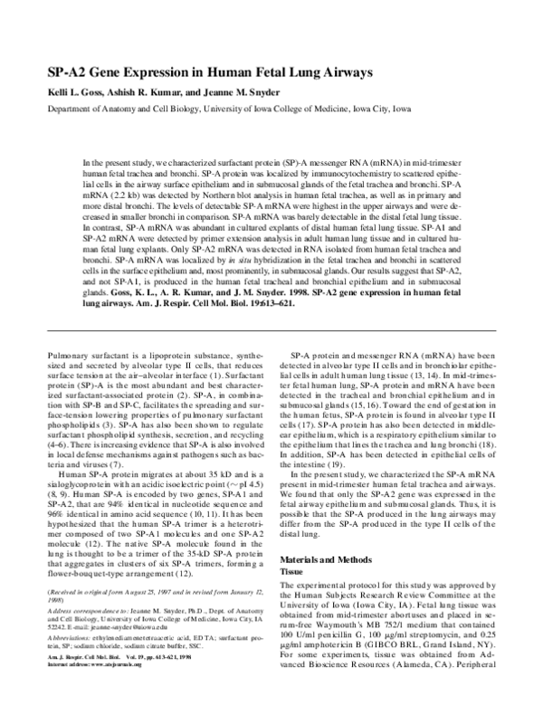 (PDF) SP-A2 Gene Expression in Human Fetal Lung Airways