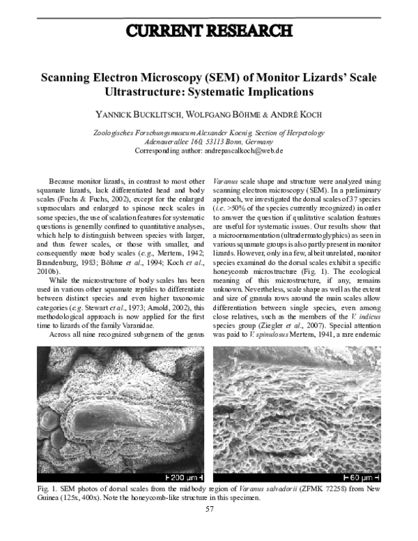 (PDF) Scanning Electron Microscopy (SEM) of Monitor Lizards’ Scale ...