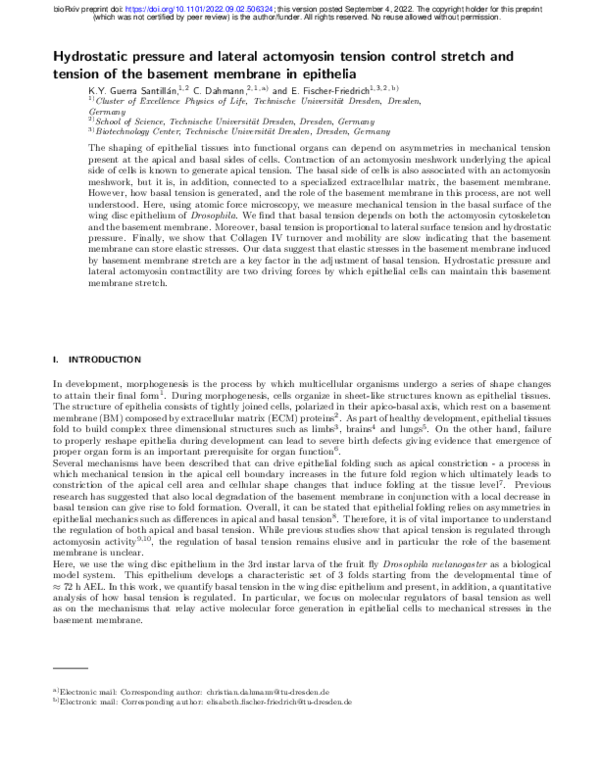 (PDF) Hydrostatic pressure and lateral actomyosin tension control ...