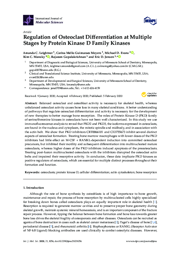 (PDF) Regulation of Osteoclast Differentiation at Multiple Stages by ...
