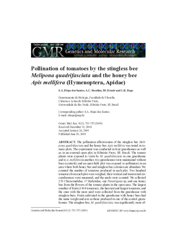 (PDF) Stingless Bees vs Honey Bees in Tomato Pollination