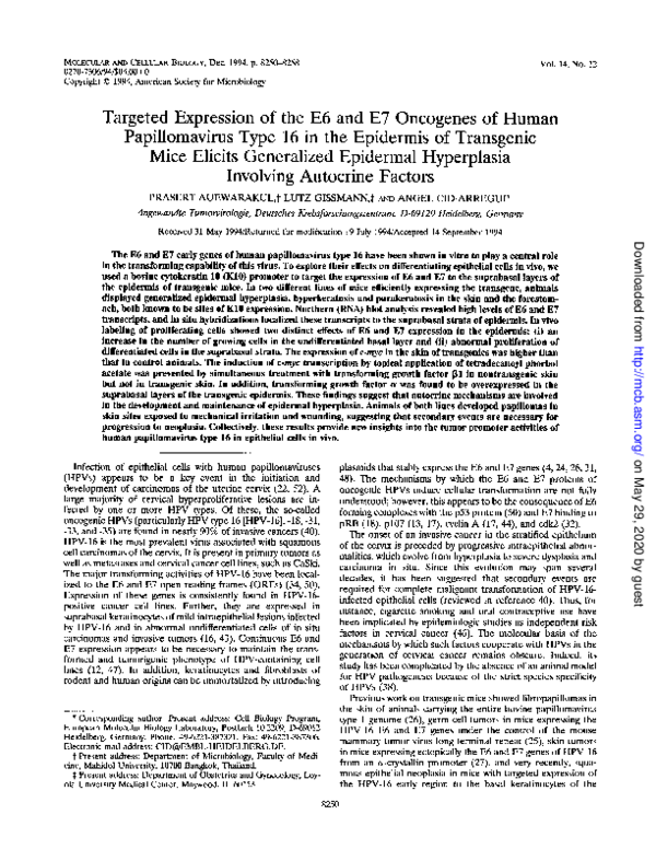 (PDF) Targeted expression of the E6 and E7 oncogenes of human ...
