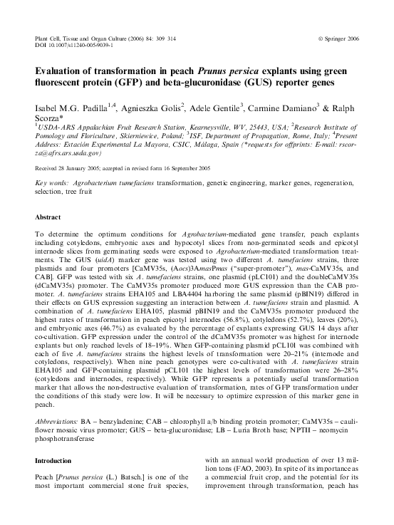 (PDF) Evaluation of transformation in peach Prunus persica explants ...