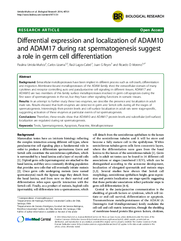 (PDF) Differential expression and localization of ADAM10 and ADAM17 ...